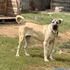 kasapi