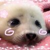 sealsrcuti