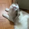 Ragdoll Là Mèo