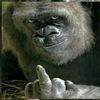 kingkong_shop_1