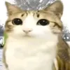 tiktokkkkkk495