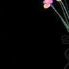 shey_love.1011