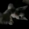 mviipp