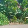 bingseneng