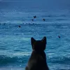 evuvx