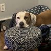peytonbacon1