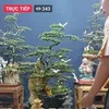 toibuon079