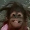 mrlapataouf