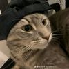 zira_do709