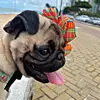 chipizinha.pug