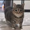 kucing_meme_uiia