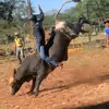 bullrider312