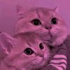 .it.mushyy_