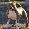 Hard Cut Bully Kennels