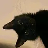 gatomuauauaumiau
