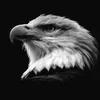 esmail_gardi1