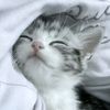 boboiboy_xdxx1