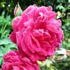 rossilahhashim7