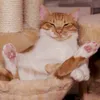 meow_lab