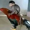 asaaff_