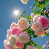 cheema_5.6