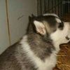 doggygirl00