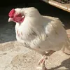 merichoticdunya