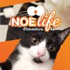 noeslowlife