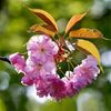 sohira__4617