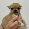 masyanya_chihuahua_