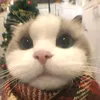 el_michisito14