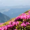 kvitkamountain