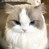 buttermilk._waffles