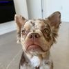 sonnythefluffyfrenchman