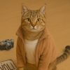 KUCING DIRUMAH