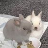 Taro&Mimi