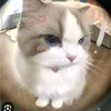 kim_phuc3424