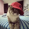 fatxi.1.6.5