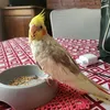 matthieuetlescallopsite