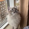 krapivacat22