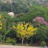 nganhuynh1552