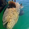 grouper234