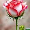shahbaz7866743