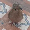 barrybartholomewbird
