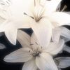 0_lotus_lily_0