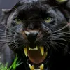 panther5.5.5