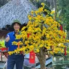 Bonsai tập chơi