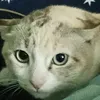 thinthongkrob3