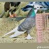 izat.khan956