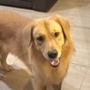 sonderthegolden